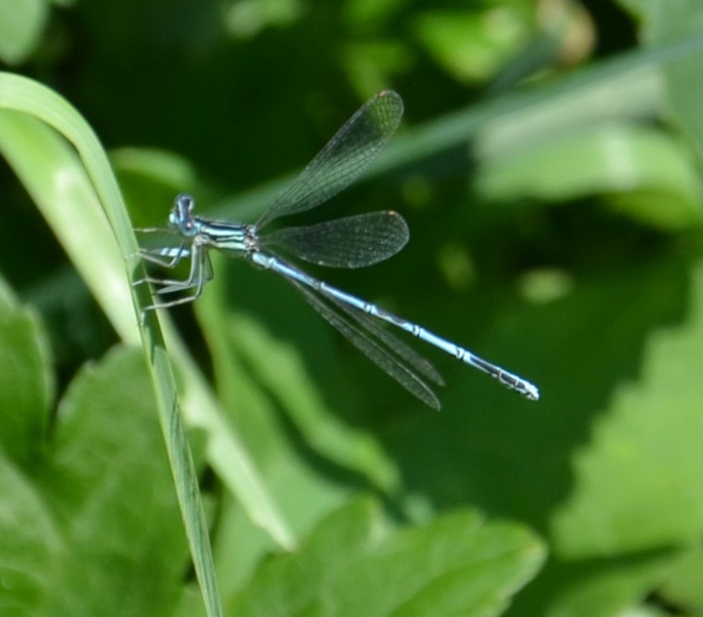 mi sembra una Platycnemis pennipes,....e lo  !